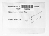 Diaporthe detrusa image